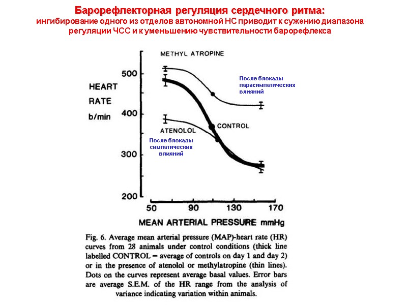 Барорефлекторная регуляция сердечного ритма:  ингибирование одного из отделов автономной НС приводит к сужению